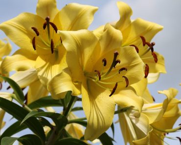 Lilie – z jakimi roślinami je sadzić?