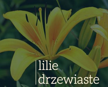 Lilie drzewiaste – olbrzymie lilie do ogrodu i donicy