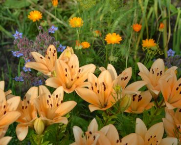 Lilie ogrodowe – te lilie najchętniej sadzimy w ogrodzie