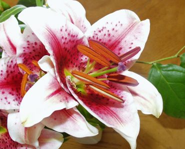 Lilie orientalne – wymagające w uprawie i pięknie kwitnące