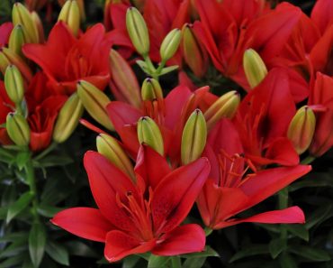 Lilie azjatyckie – egzotyczne kwiaty rodem z Azji