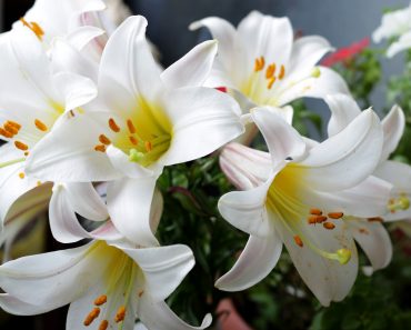 Lilie królewskie – wspaniałe kwiaty o królewskim wyglądzie