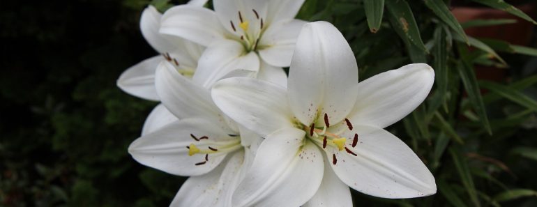 Lilia biała, czyli lilia Świętego Antoniego